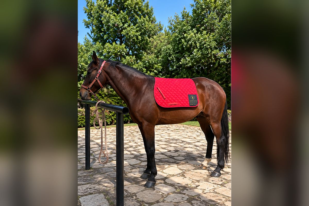 Caballo con gualdrapa roja Sereno Equino